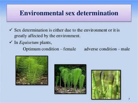 Does Environment Play A Role On Sex Determination In Plants Explain With Example Edurev