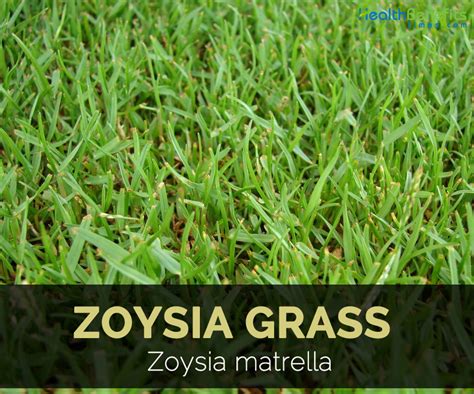 Emerald Zoysia Grass