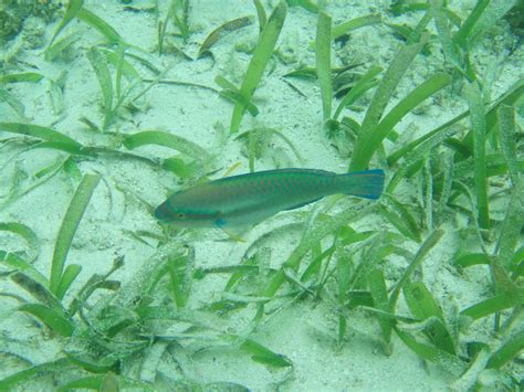 Parrotfishes are a group of about 95 fish species regarded as a family (scaridae), or a subfamily (scarinae) of the wrasses. Baby Parrot Fish | Justin Lamb | Flickr