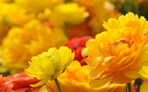 Scopri le tantissime varietá di bulbi da fiore orginali olandesi. 10 fiori gialli per dare luce al giardino