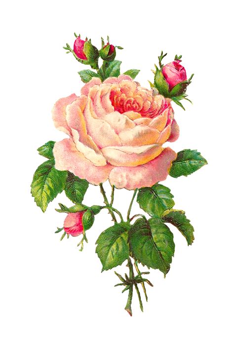Pin On Vintage Rose Clipart