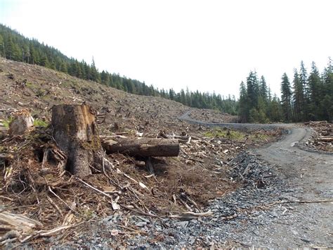 Lawsuit Seeks Release Of Tongass Timber Sale Audit Kfsk