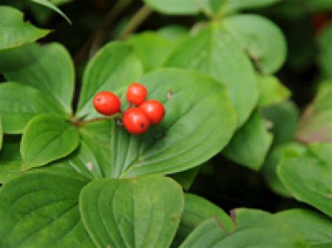 Stop and smell the Bunchberry! Get to know Canada's unofficial national ...