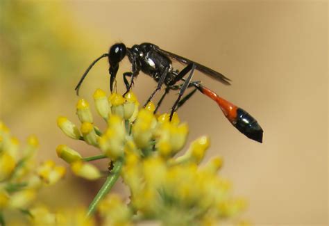 Dordogne Solitary Wasps And Other Insects Obsessedbynature
