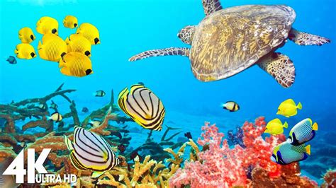 3 hours of 4k underwater wonders relaxing music coral reefs and colorful sea life in uhd youtube