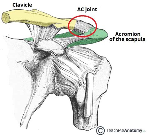 The Acromioclavicular Joint Structure Movement Teachmeanatomy