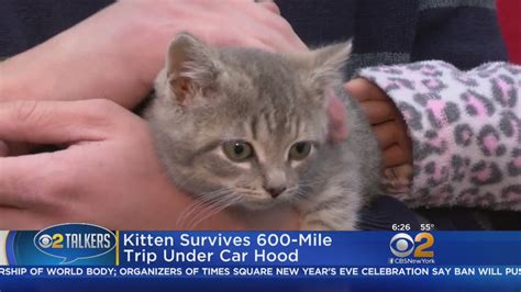 Kitten Survives Nearly 600 Mile Ride Under Hood Of Car Youtube