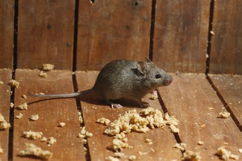 What Attracts Mice To You Southern Maryland And Northern Virginia Home