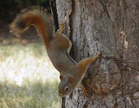 What American Red Squirrels Eat