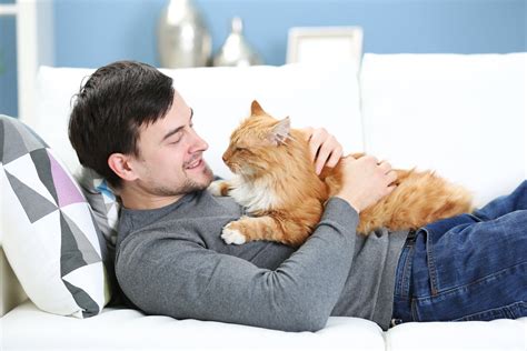 why do cats sit on your chest four paw city