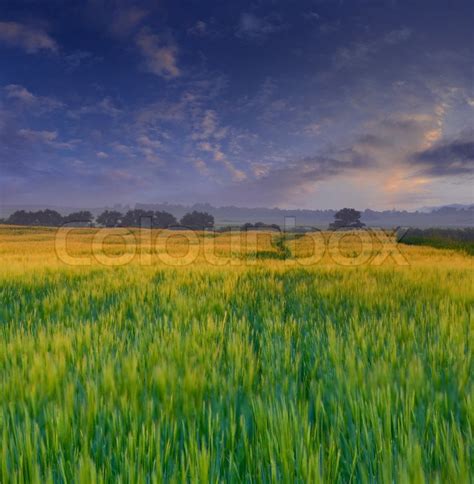 Wheat Field At Sunset Stock Photo Colourbox