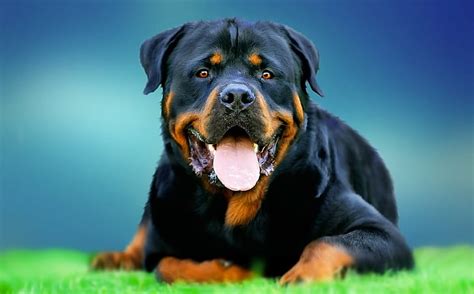 Rottweiler Dog Hd Images Free