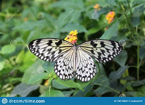 Giant Butterfly Singapore Butterfly Garden Of My House Stock Image