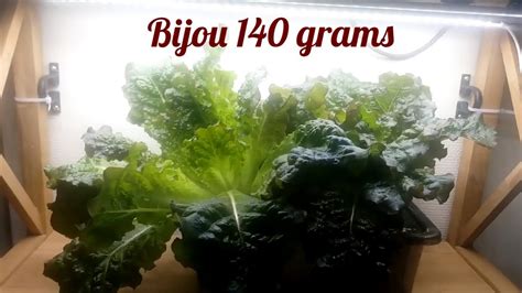 With the processes described above, you can start any type of hydroponic planting including cannabis, lettuce, strawberries or any plant you love. Growing Hydroponic Lettuce Indoors - YouTube