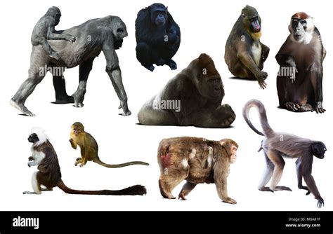 Muchos Tipos De Monos Y Otros Primates Aislado Sobre Fondo Blanco