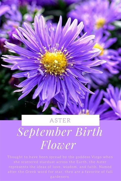 Born In September One Of Your Birth Flowers Is The Aster Named After The Greek Word For Star