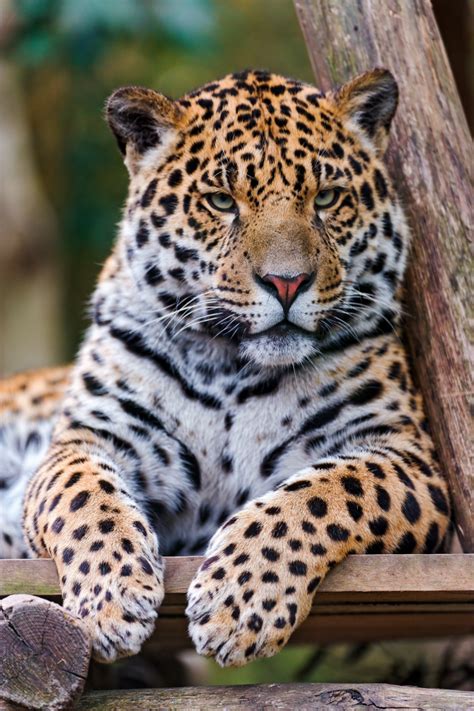 Jaguars, such as this one photographed at omaha's henry doorly zoo and aquarium in the mother stays with them and defends them fiercely from any animal that may approach—even their. Physical Characteristics - Jaguars