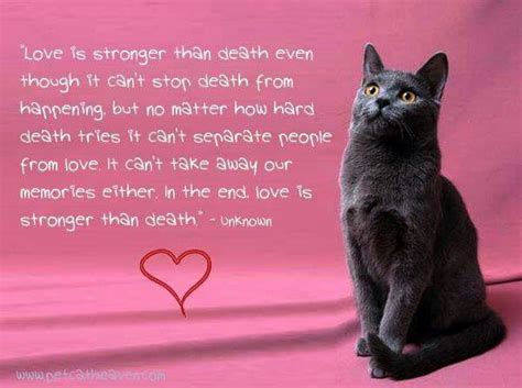 Here are some short pet loss quotes that you can read or use for a memorial tribute. Cat loss Poems