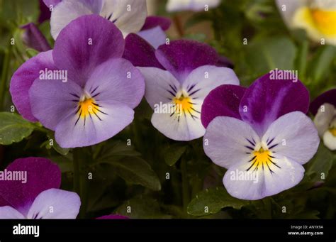 Heartsease Wild Pansy Love Lies Bleeding Viola Tricolor Stock Photo
