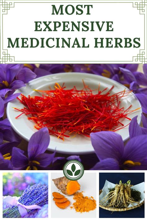 Expensive Medicinal Herbs Medicinal Herbs Garden Medicinal Herbs Herbs