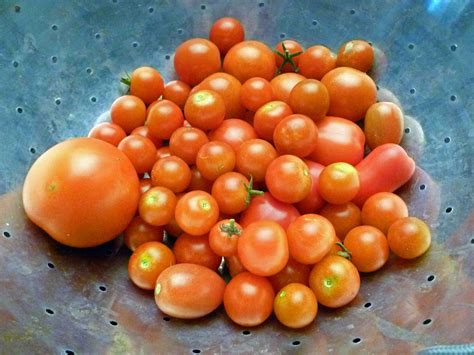 Tomatoes Centex Cooks