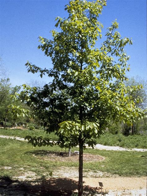 As a result, it's an aza certified related facility, rather than being an accredited one. Mexican white oak | Major Tree Farm