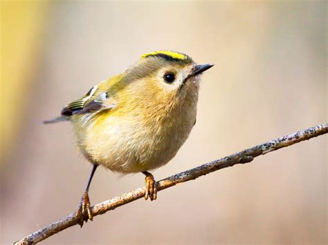 Common Uk Birds Goldcrest Common British Birds Birds Common Birds