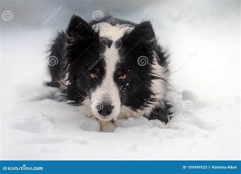 Winter Puppy Fairy Tale Portrait Of A Border Collie Dog In Snow Stock