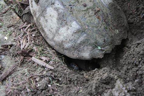 Getting Up Close And Personal With A Snapping Turtle News