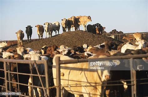 Empty Feedlot Photos And Premium High Res Pictures Getty Images