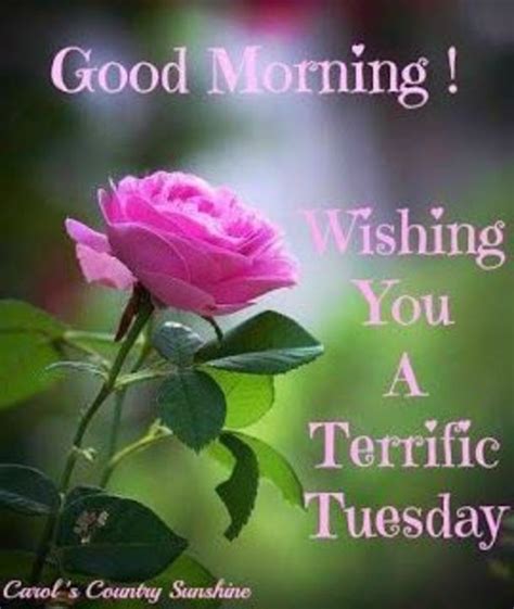 A Pink Rose With The Words Good Morning Wishing You A Tetrific Tuesday