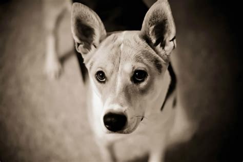 I will then listen to the heart to let you know when your best. Basenji mix | Dog training near me, Best dog breeds, Dog ...