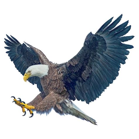 Premium Vector Bald Eagle Winged Flying Swoop Attack Hand Draw