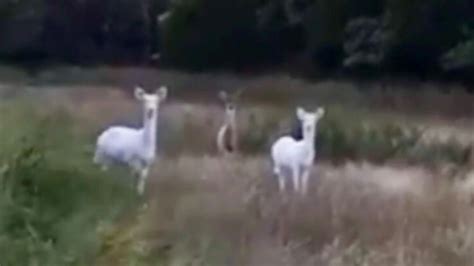Two Rare Albino Deer Spotted In Field