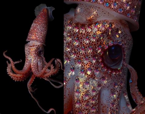 the 'strawberry squid' lives in a region of the ocean known as the ...