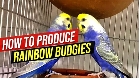 How To Produce Rainbow Budgies Rainbow Budgies Ki Pehchan Detailed