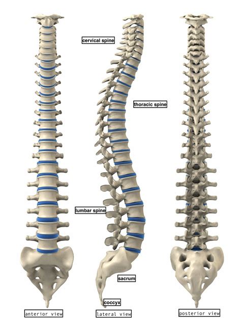 Anatomy4fitness Stay Centered Your Guide To A Healthy Spine Healthy