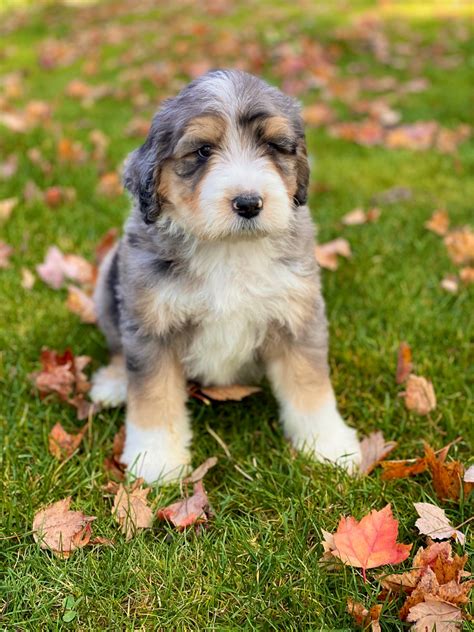 F1 Standard Aussiedoodle Puppies Pacificdoodles