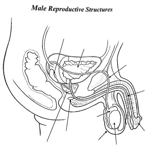 The Male Reproductive System Diagram Quizlet