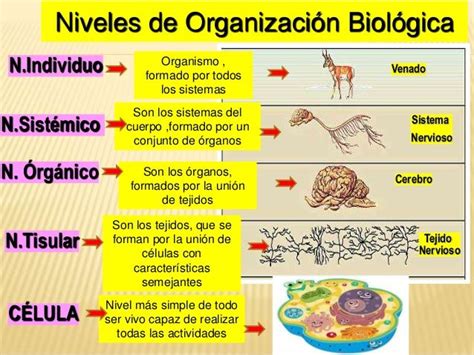 Niveles De Organizacion Biologica De Los Seres Vivos Ejemplos Niveles