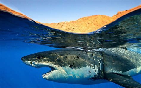 Tiburones En Galicia Edad Y Tasa De Crecimiento Del Tiburón Blanco