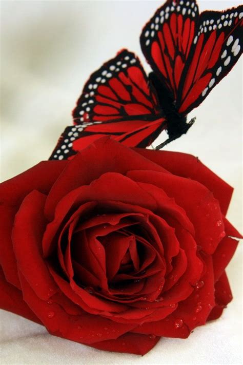 Red Butterfly Red Butterfly Rose Beautiful Roses