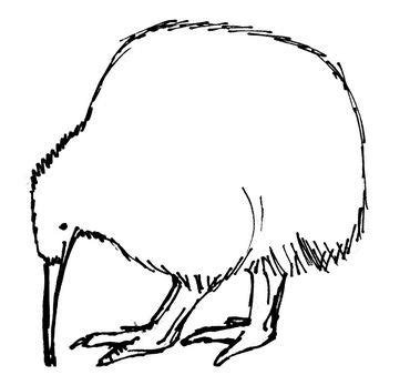 I have also a drawing channel. How To Draw A Kiwi Bird Easy Step By Step