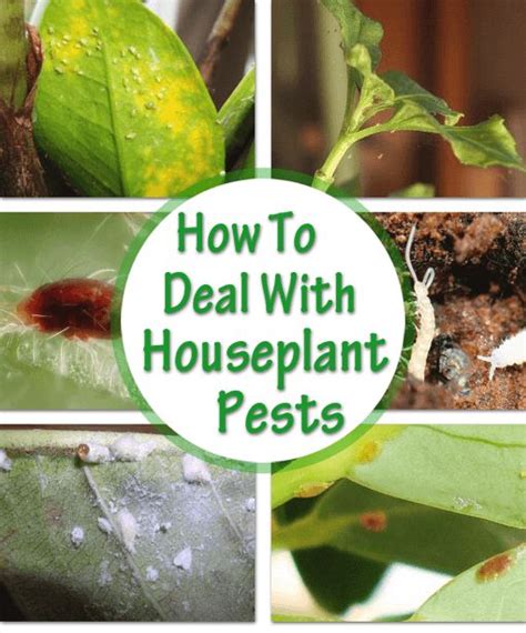 As a result, houseplant pests can multiply very quickly, so you have to be diligent about checking for symptoms. This is how to deal with common indoor plant pests ...