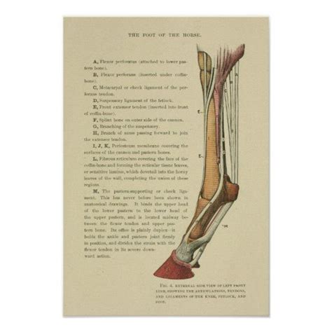 Vintage Horse Foot Anatomy Print In 2021 Vintage Horse