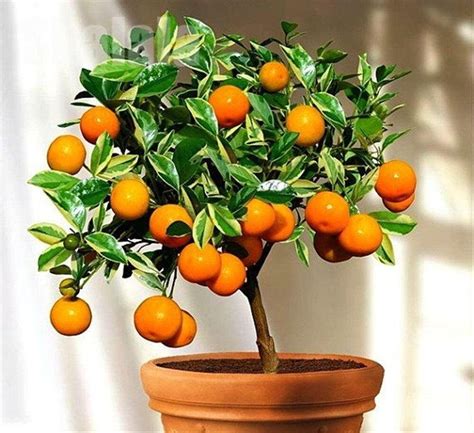Organic Orange Tree Seeds Dwarf Washington Navel Grow Indoors Etsy