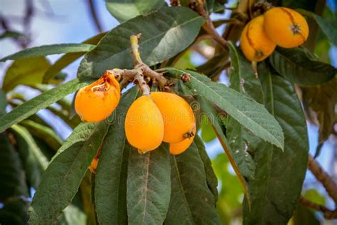 The Loquat Or Eriobotrya Japonica With Yellow Fruits Japanese Plum