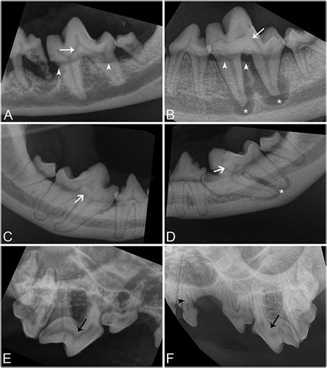 Frontiers Mandibular Carnassial Tooth Malformations In 6 Dogs—micro