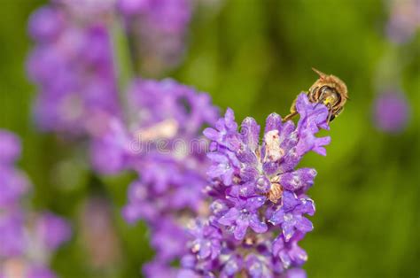 Honey Bee Visiting The Lavender Flowers And Collecting Pollen Close Up