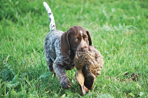 I, for one, welcome our new puppy masters. GUN DOG Q&A: How to Properly Wean Puppies - Gun Dog